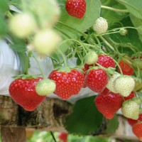 Erdbeeren